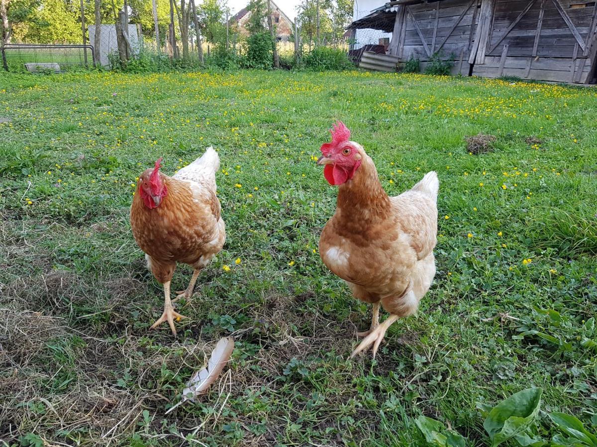 Homestay Kapl Ledinek Dış mekan fotoğraf